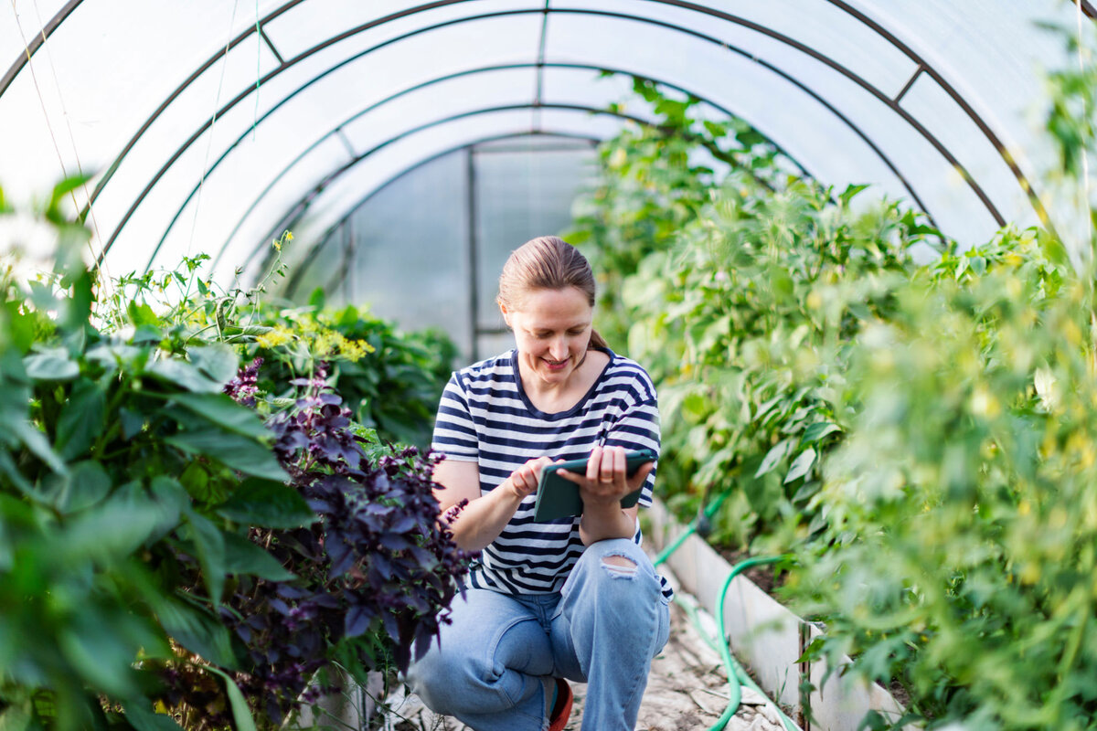 Дачная теплица для самостоятельного выращивания овощей.