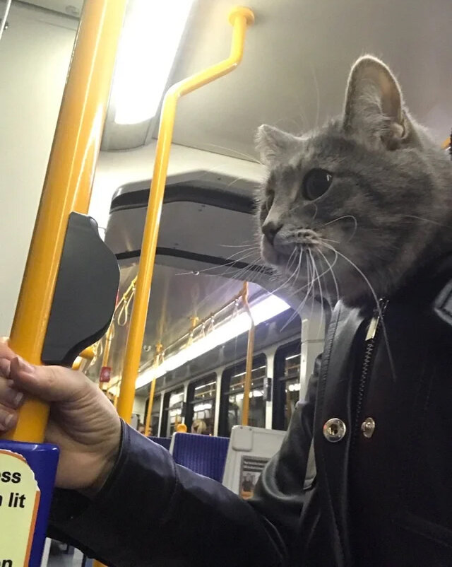 Фото: punchy_pancakes / Reddit