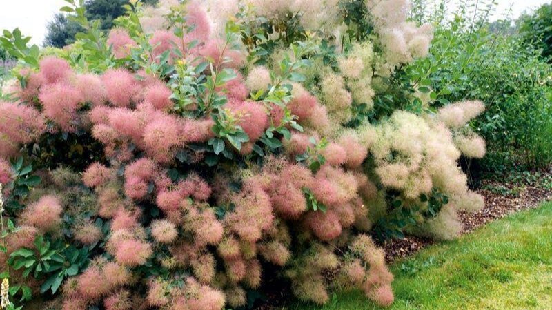 Декоративна скумпия практически весь сезон