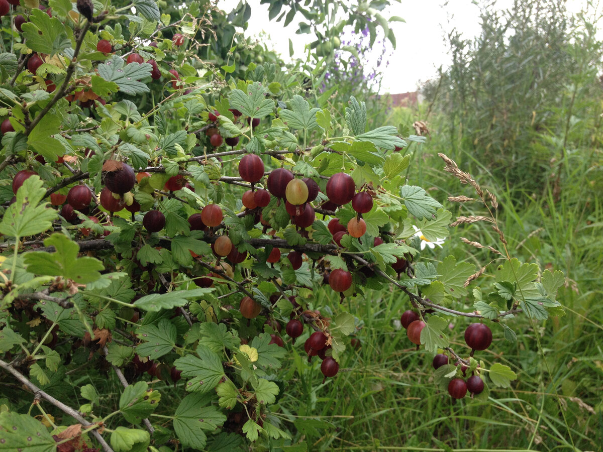 Поспевает крыжовник