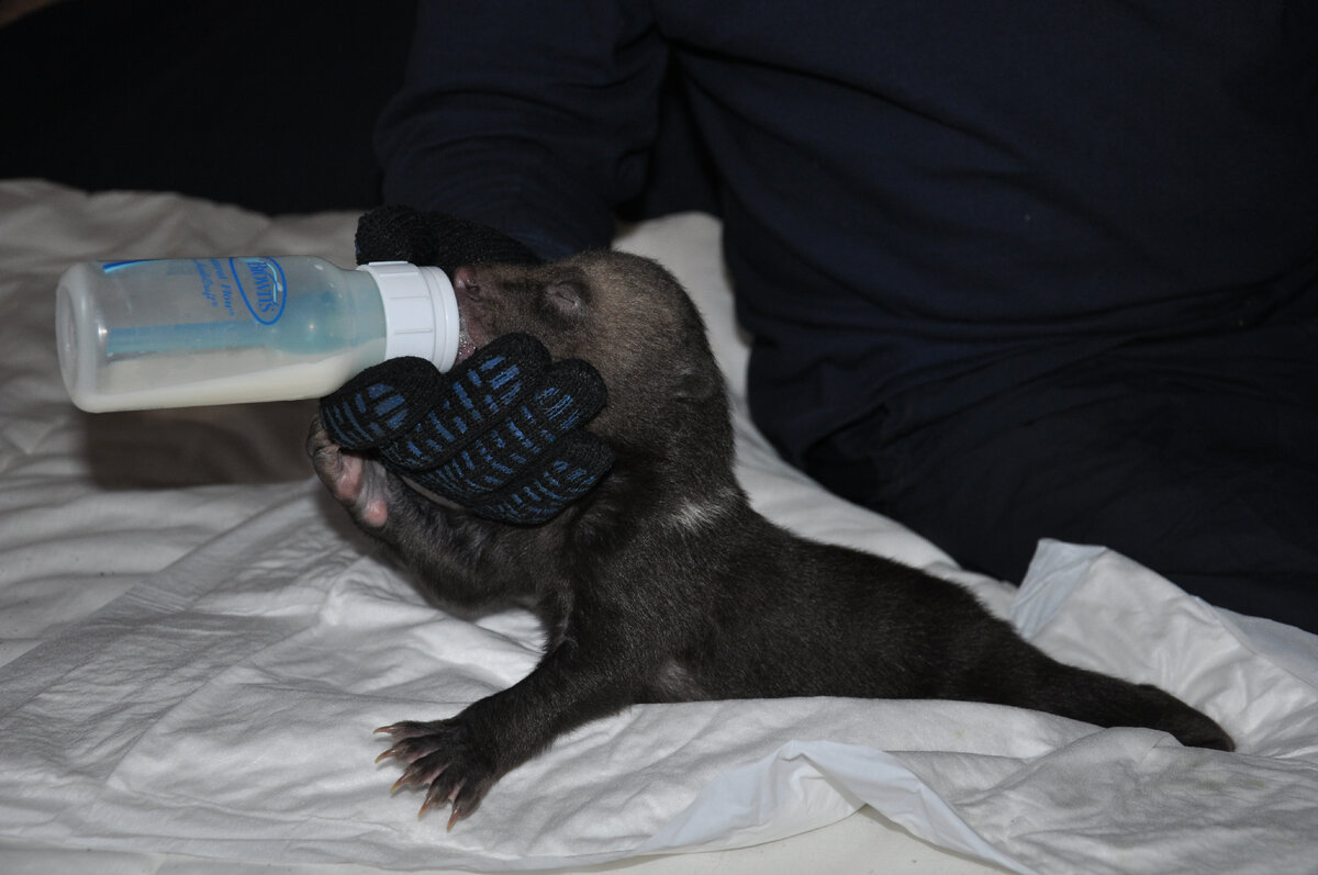 Кормление медвежонка