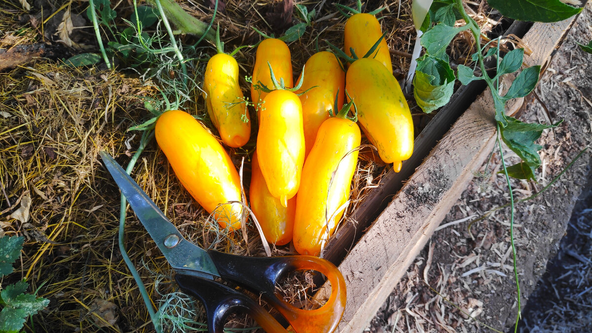 Это не помидоры маленькие, это ножницы большие ))