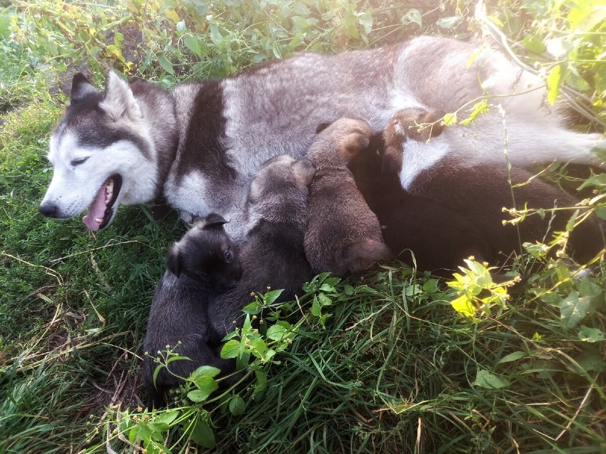 Ёлка и ее выводок, который дожил до вскрытия полов. Сама выходить отказывалась