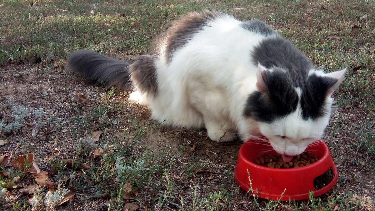 В настоящее время сухие корма для домашних животных - это спасение для хозяев