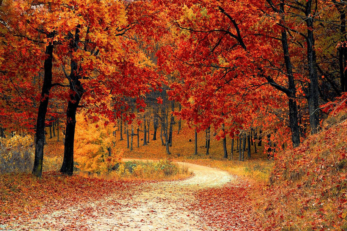    Фото: pixabay