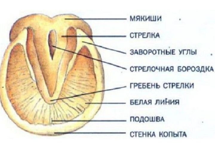 У лошадей заворотная стенка