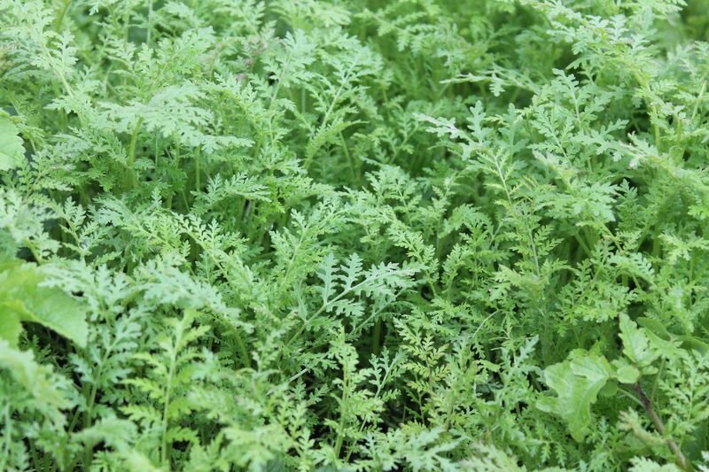 фацелия у нас высевается сразу как только освобождается очередная грядка. 