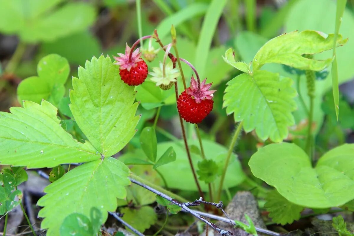 Земляника Лесная (Fragaria vesca)