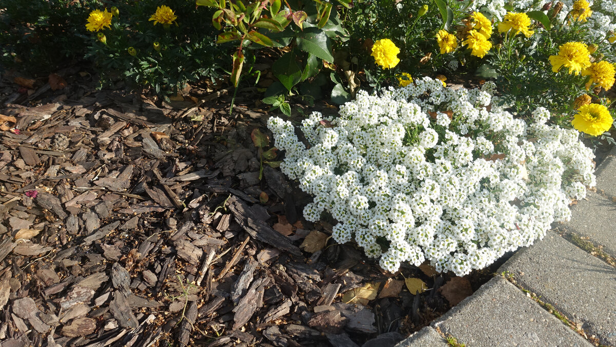 Мульчирование корой в одном из подмосковных парков