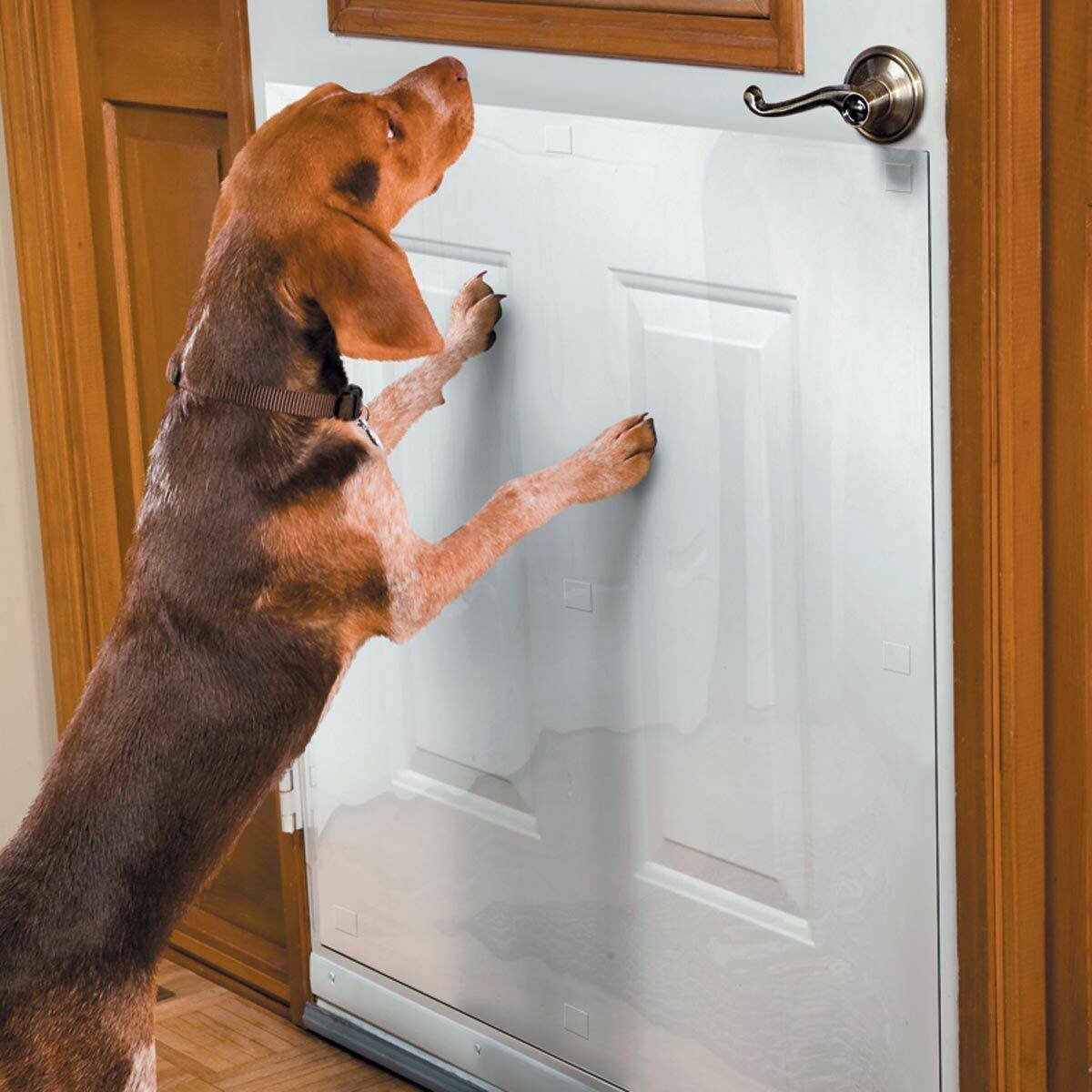 Разрыва на дверь. Собака скребется в дверь. Дверь от собак. Собака открывает дверь. Собака за дверью.