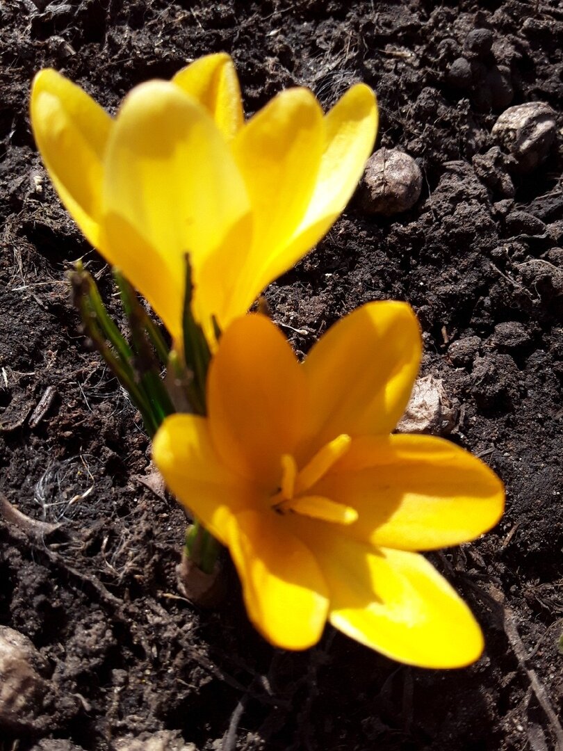 Крокус крупноцветковый, сорт Golden Yellow