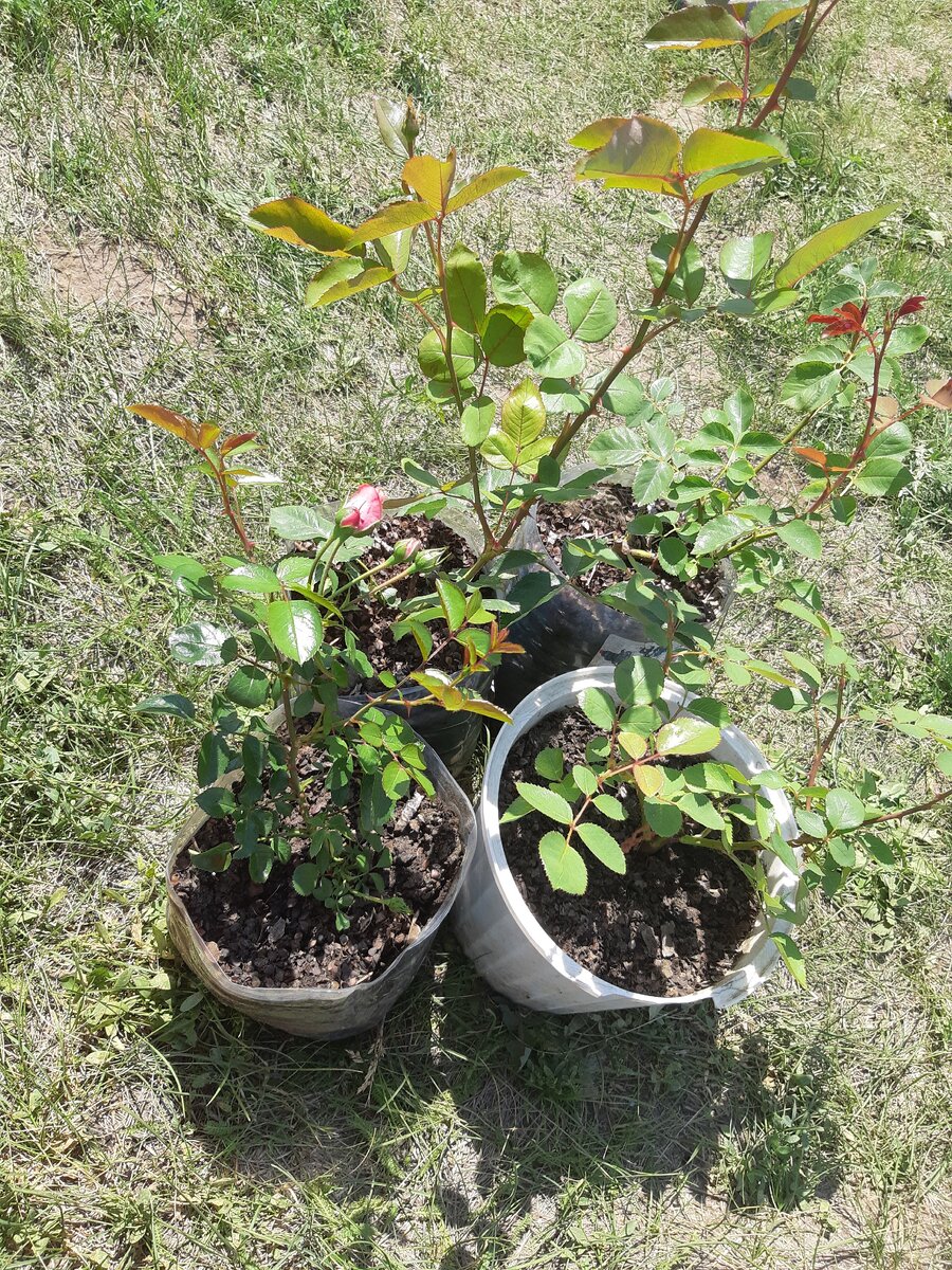 Вот такие корнесобственные розы у нас растут и ждут продажи