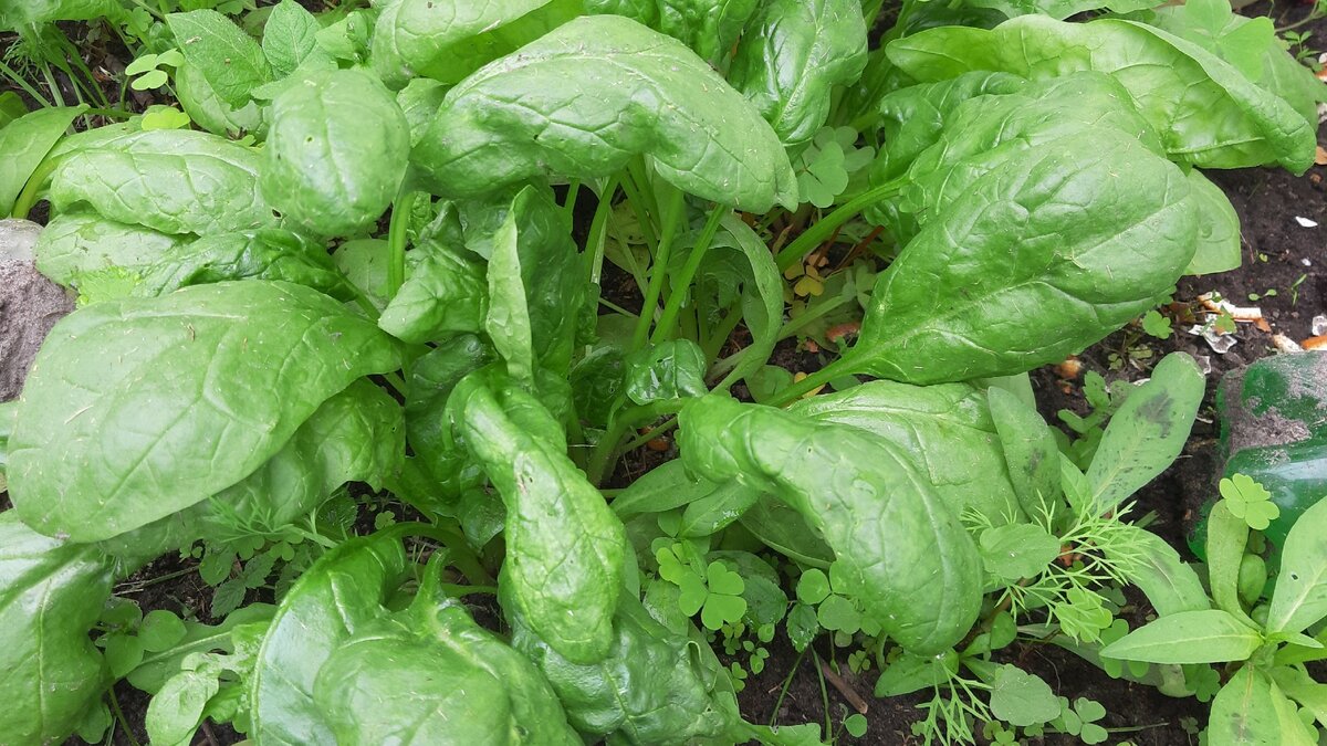 Сочные листья шпината. Фото автора