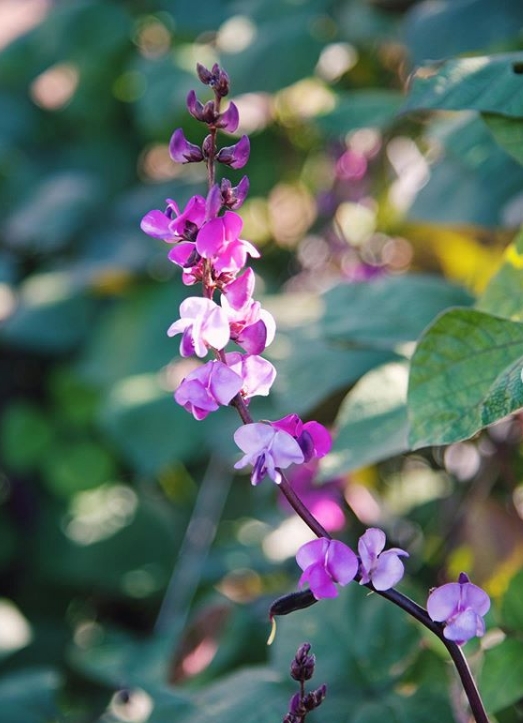 Соцветие гиацинтовых бобов 
