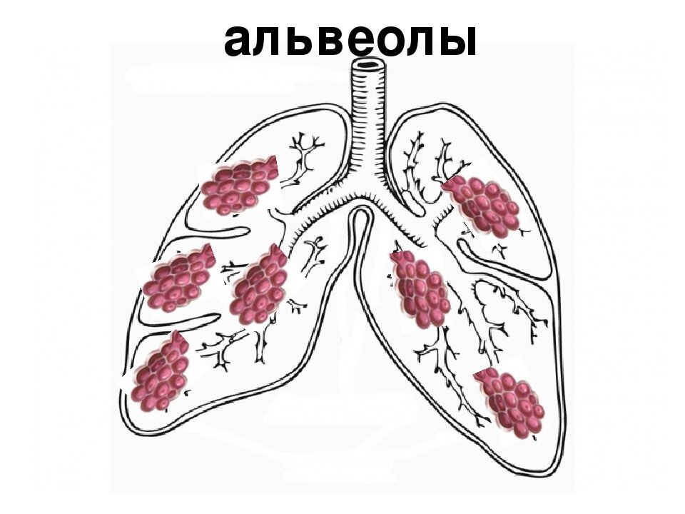 5 легочные пузырьки. Лёгочная альвеола. Альвеолы легких. Альвеолярные легкие. Альвеолы в лёгких.