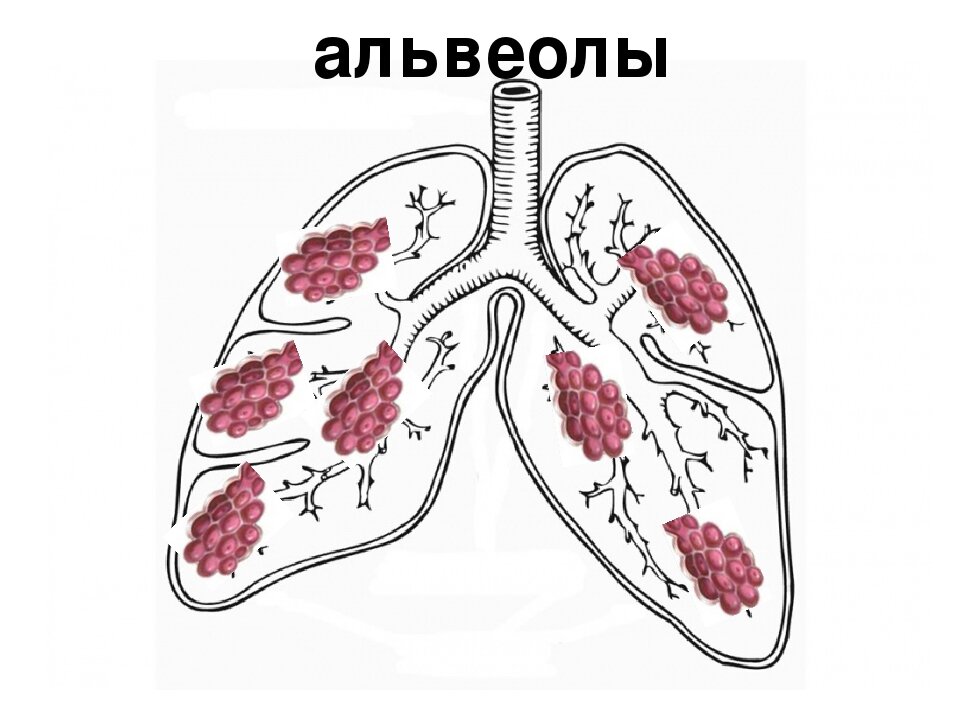 Функции капилляров легких. Лёгочная альвеола. Лёгкие человека альвеолы. Альвеолярные легкие у человека. Легочные пузырьки.