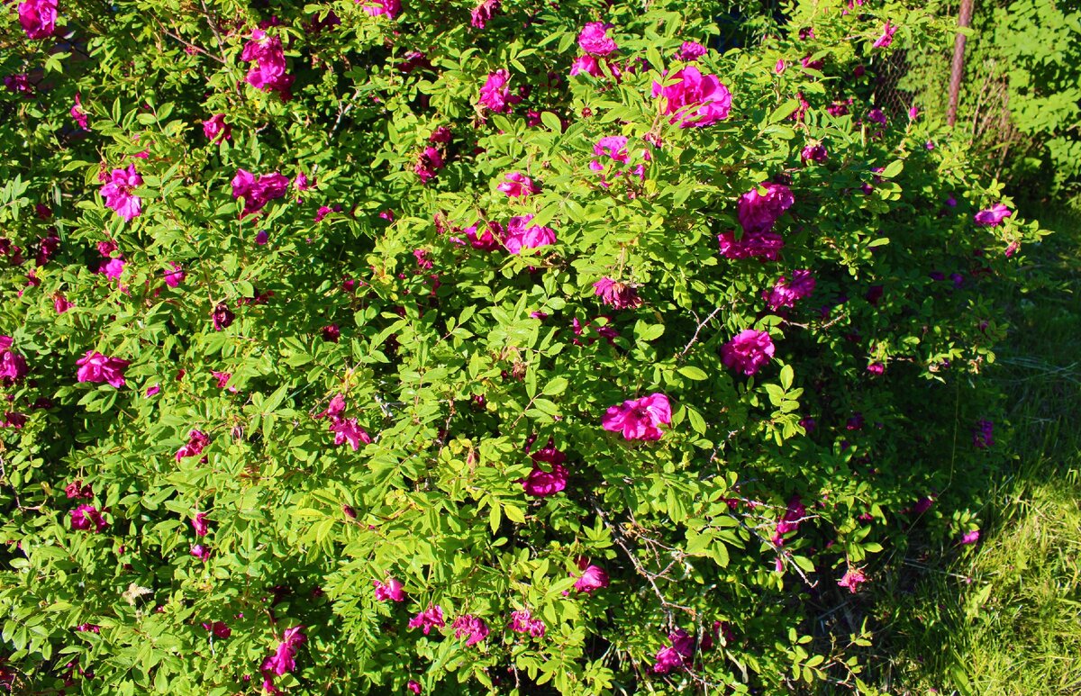 куст дикой розы