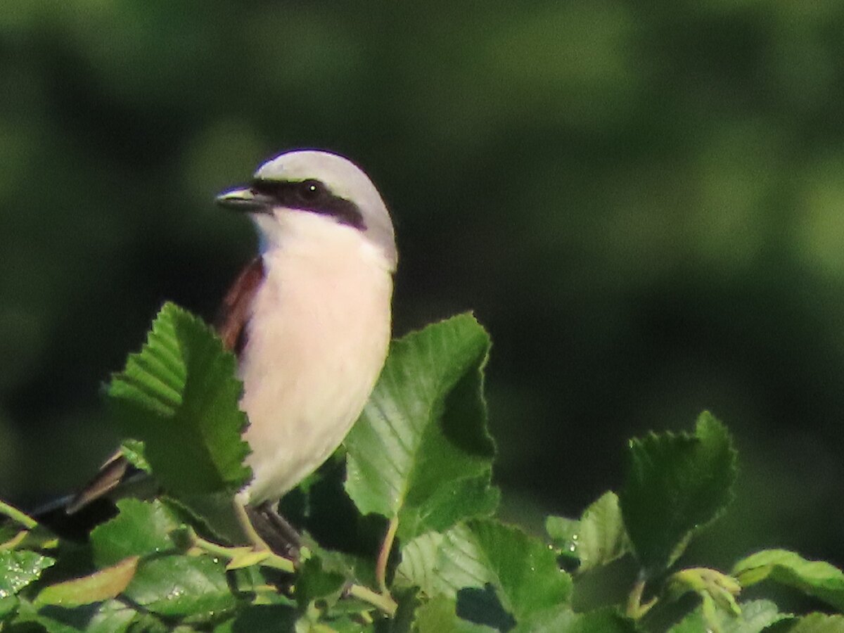 Самец Жулана обыкновенного 