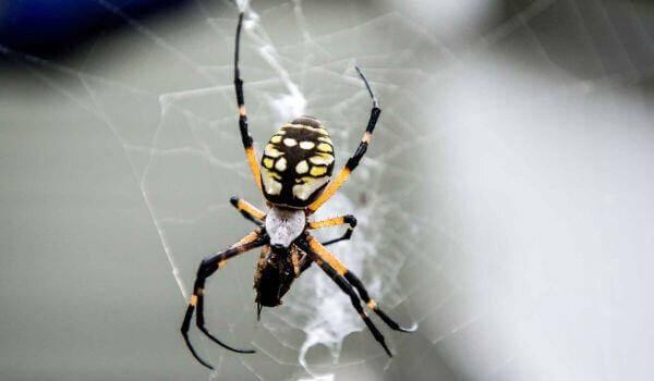 Банановый паук