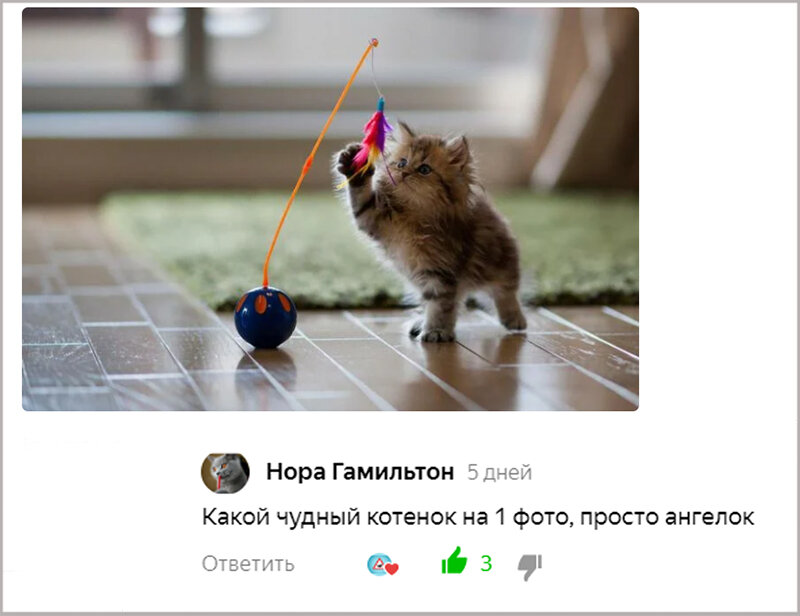 Котенок 3 месяца как выглядит фото обычный