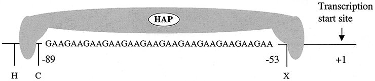 Рисунок 4. Схематическое изображение предполагаемого белка (hemagglutinin activator protein, HAP) и место его связывания
[8]