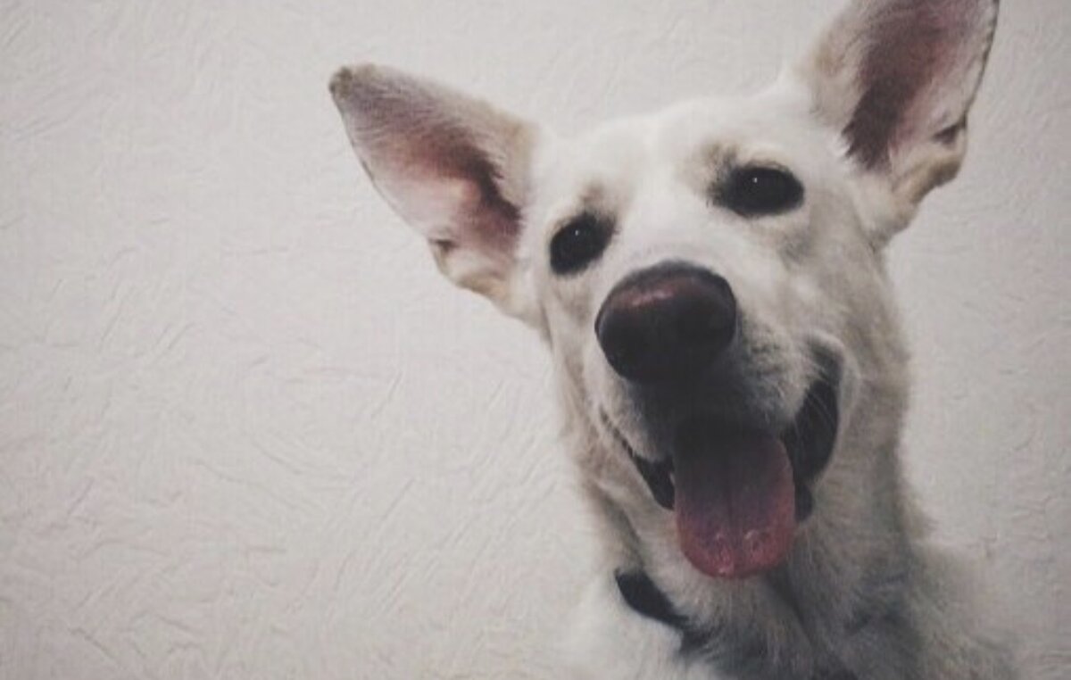 Хитрая морда, не правда ли?