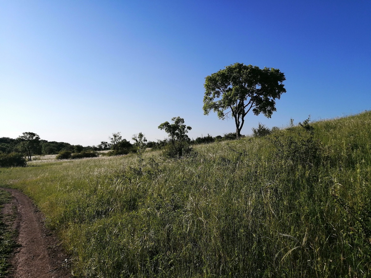 Г.Вольск, Львова роща.