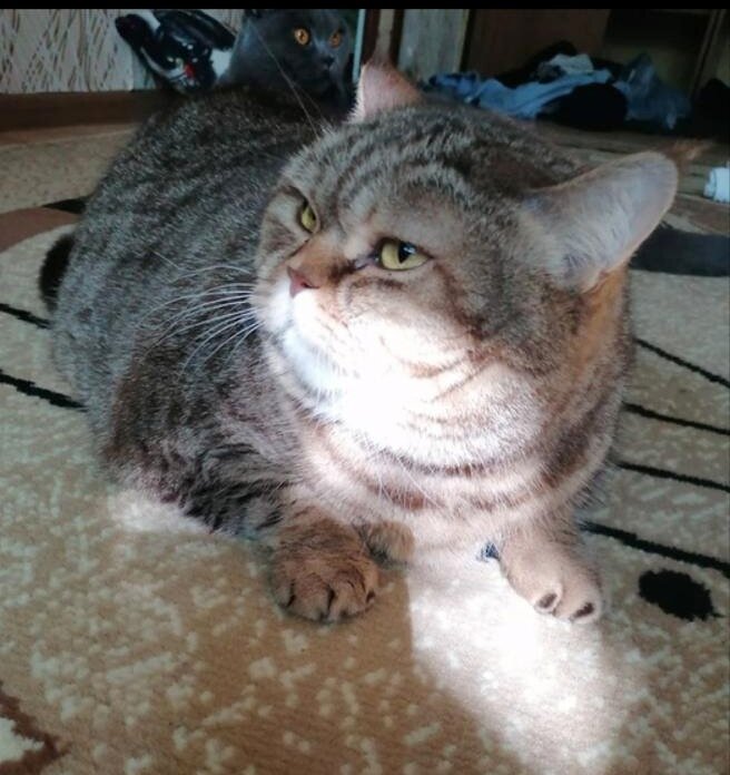 Фотография из объявления в соц. сетях, судьба второго кота на заднем плане не известна