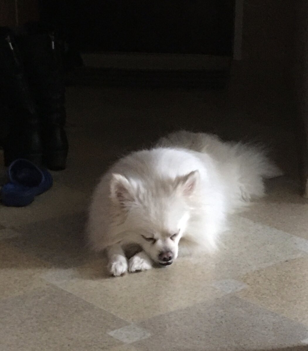 Маленькая собачка свернулась калачиком: не лает, не кусает, а из дома не пускает