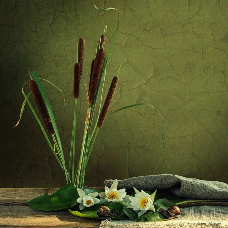 Камыш щетиновидный. Камыш и осока. Тростник приметы. Рогоз широколистный (typha latifolia). Можно ли дома держать камыш.