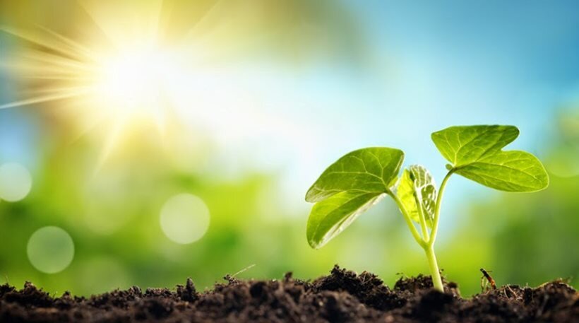 свет, растения, солнце, плодородие, урожай, огород 