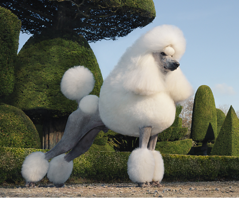 королевский пудель