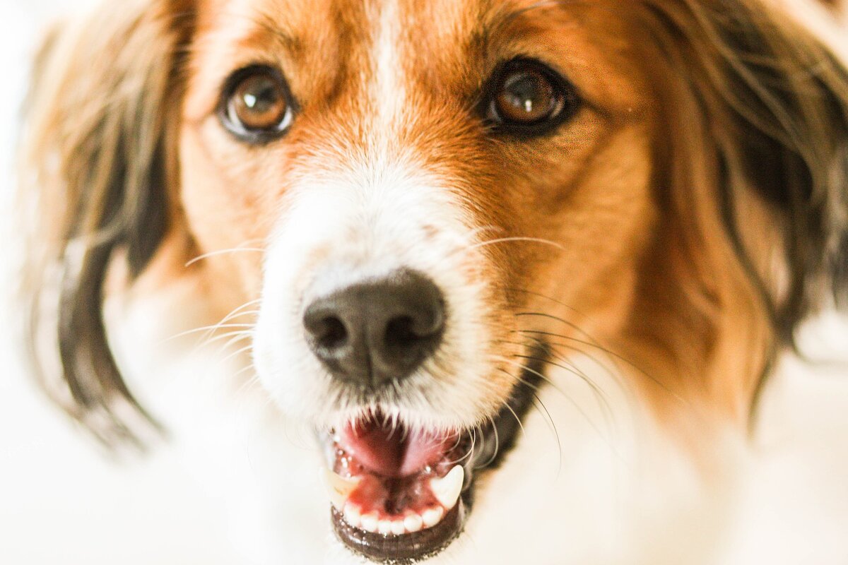 Источник: https://pixabay.com/photos/kooiker-kooikerhondje-pet-dutch-4328334/
