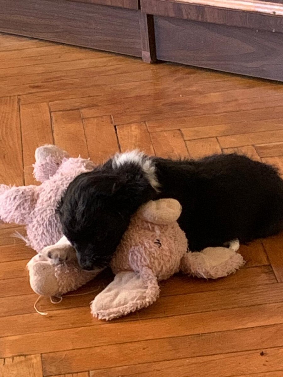 Наигрались, умаились с игрушкой и прилегли поспать немножко.