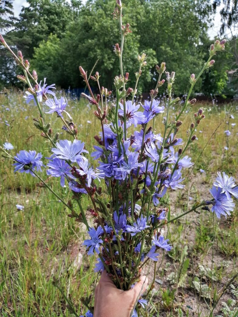 Цветы цикория, растущего на пустыре у Перекрестка рядом с моим домом в Коломягах