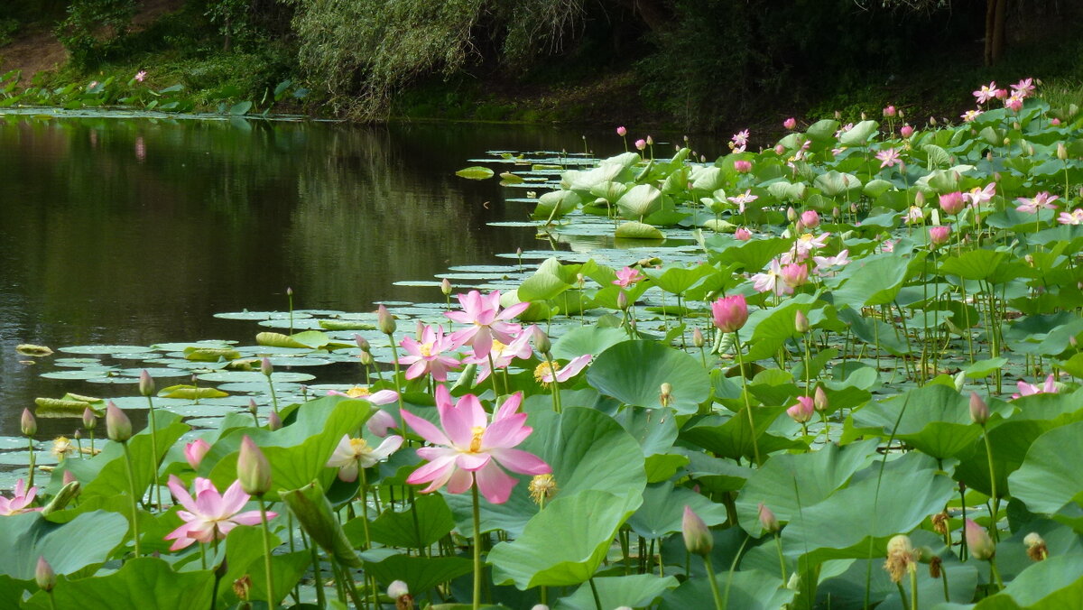 Озеро лотосов