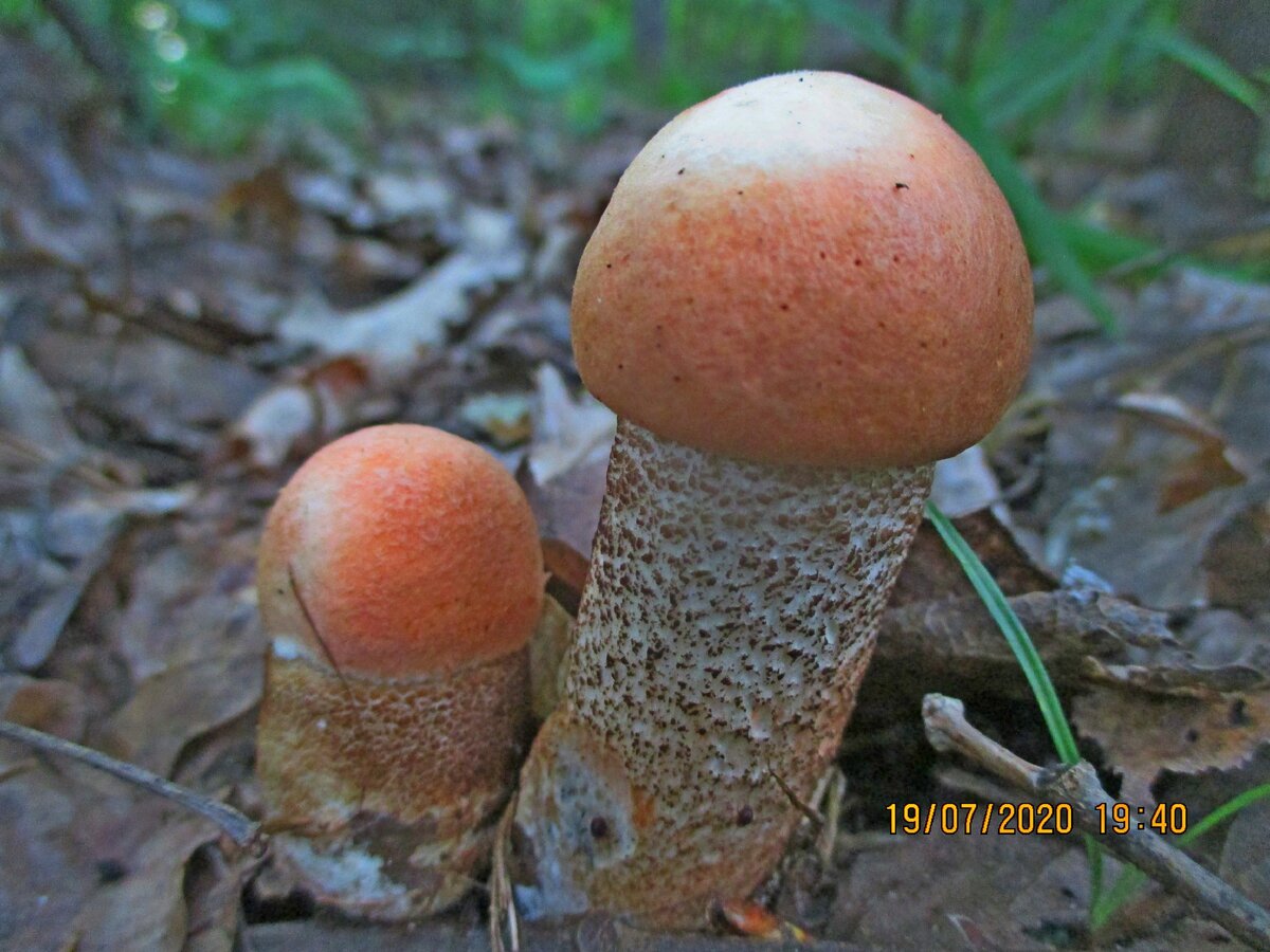 ПЕРВАЯ ПАРОЧКА