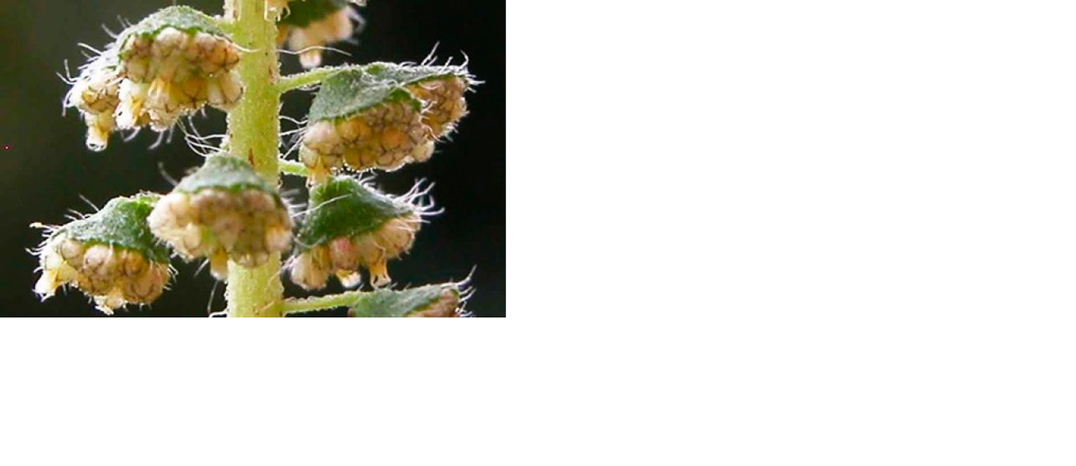 Пыльца амброзии