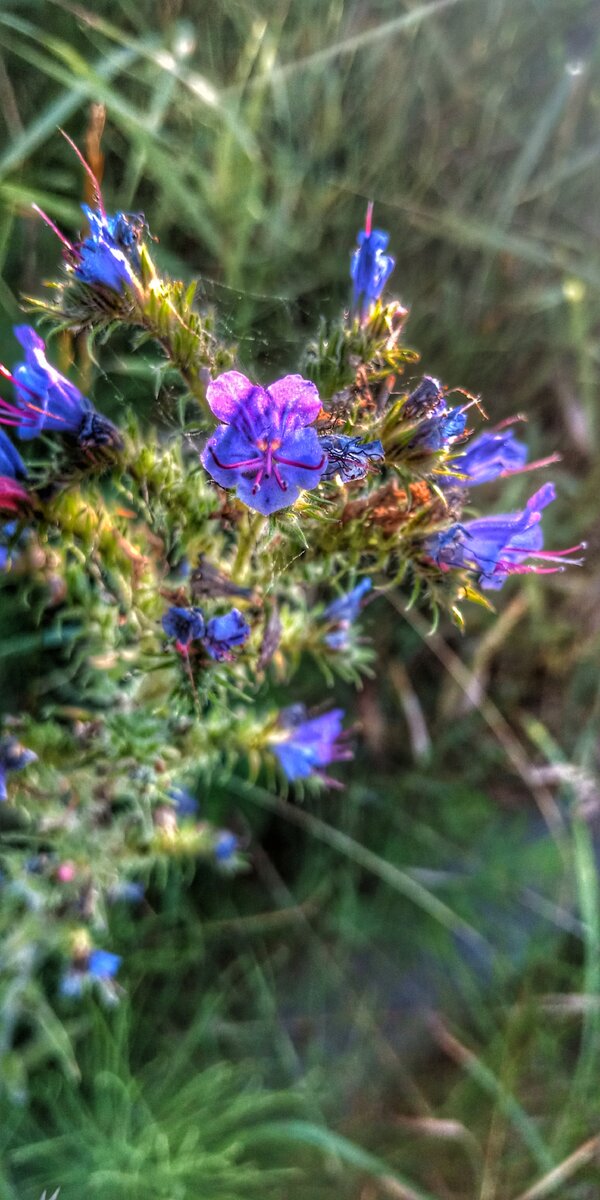 Эхиум обыкновенный — Echium vulgare 
Родина Средиземноморье  и Малая Азия, где встречается как сорняк. 
В средней полосе России и севернее выращивается как летник. Стебли высотой 30-100 см, ветвящиеся с удлененно-ланцетными листьями. Цветки душистые, колокольчатой формы, расположены на концах побегов в малоцветковых, односторонних, метельчатых соцветиях. Окраска околоцветника  у исходного вида сине-лиловая, у садовых форм  —  розовая, лиловая, синяя и белая. Цветение продолжительное — с конца июня до осени. Хороший медонос. Семена серовато - зеленые, в 1 г до 280 шт. Всхожесть сохраняется не менее 3 лет.
