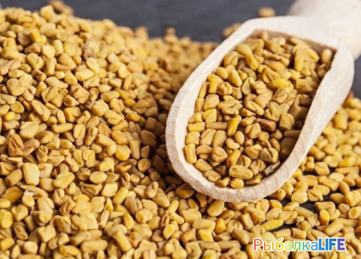 Пажитник семена 