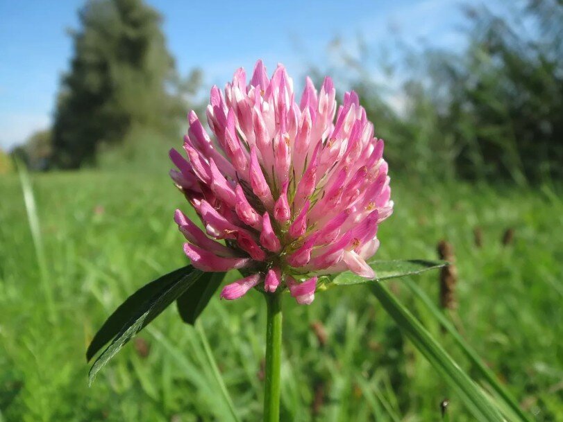 Фотография взята из источника yandex.ru