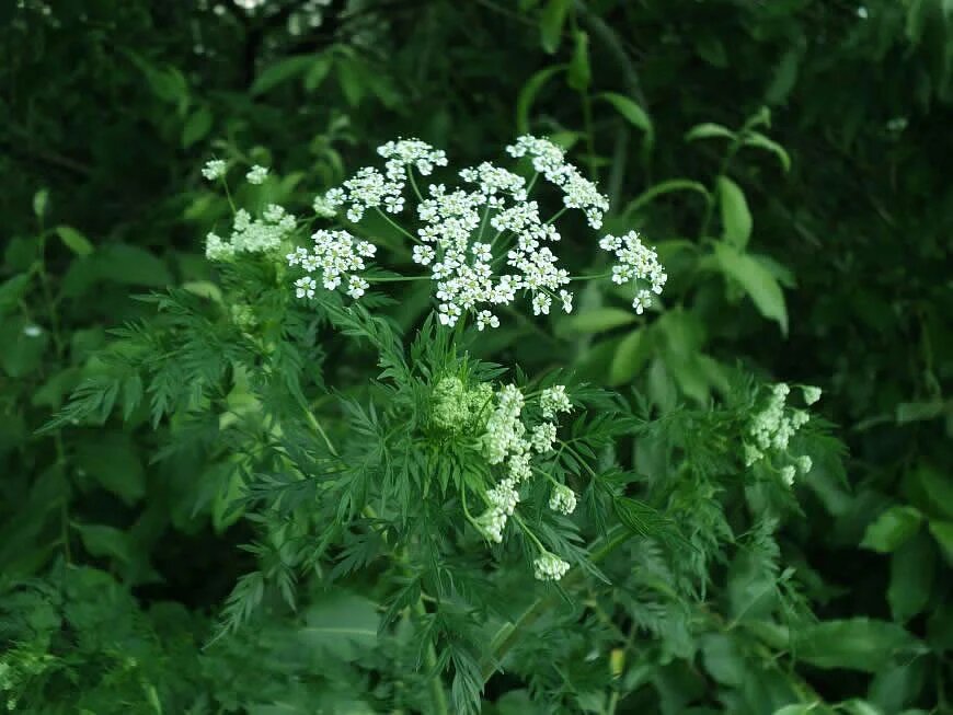 Болиголов пятнистый (conium maculatum l. Болиголов пятнистый ядовитое. Боли голов трава. Болиголов пятнистый зонтичные. Растение болиголов пятнистый.