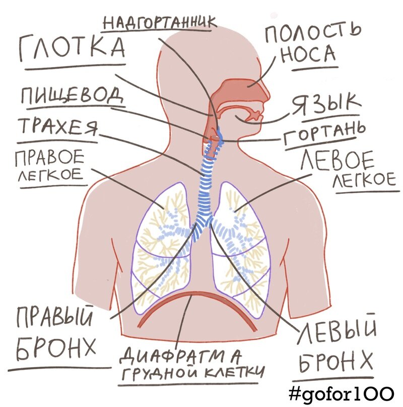 Блок схема дыхательной системы