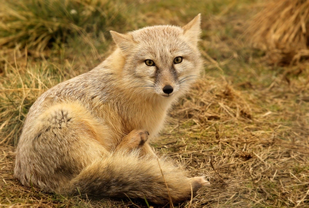 Корсаков животное. Лисичка Корсак. Степной Корсак. Степной Лис Корсак. Степные лисы Корсаки.