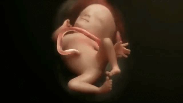 Плод слышит и видит