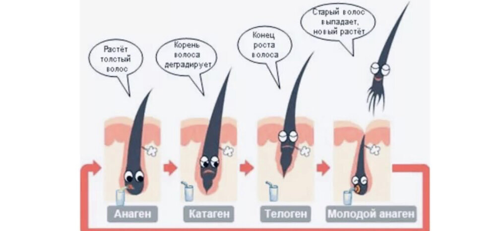 Фазы роста волос картинка