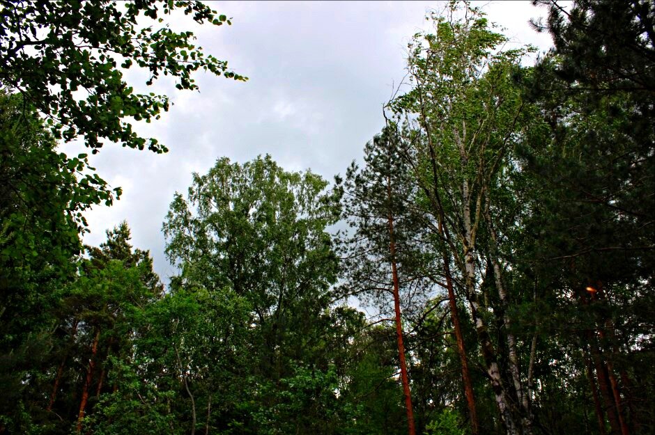Авторское фото;) Балтийский лес