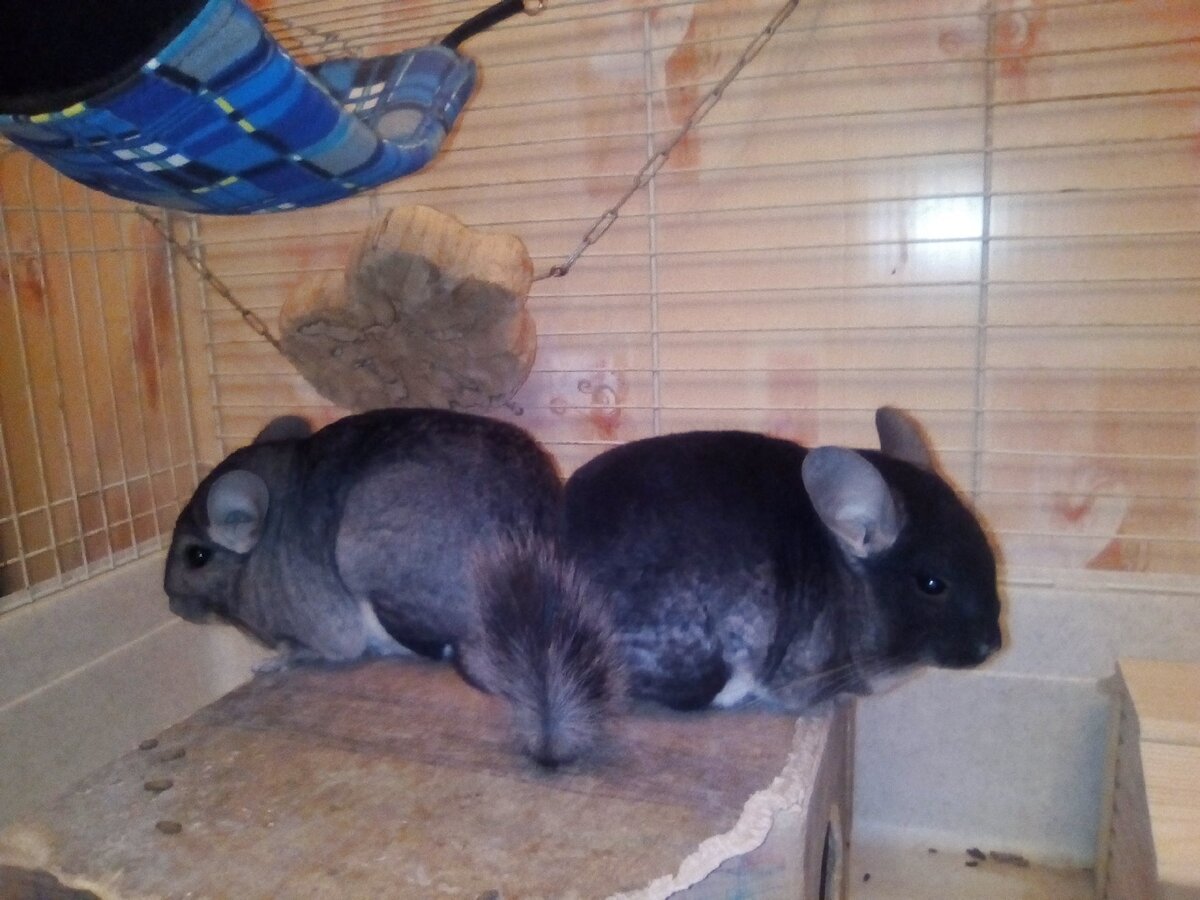 Шиншиллы Шуня и Илюша