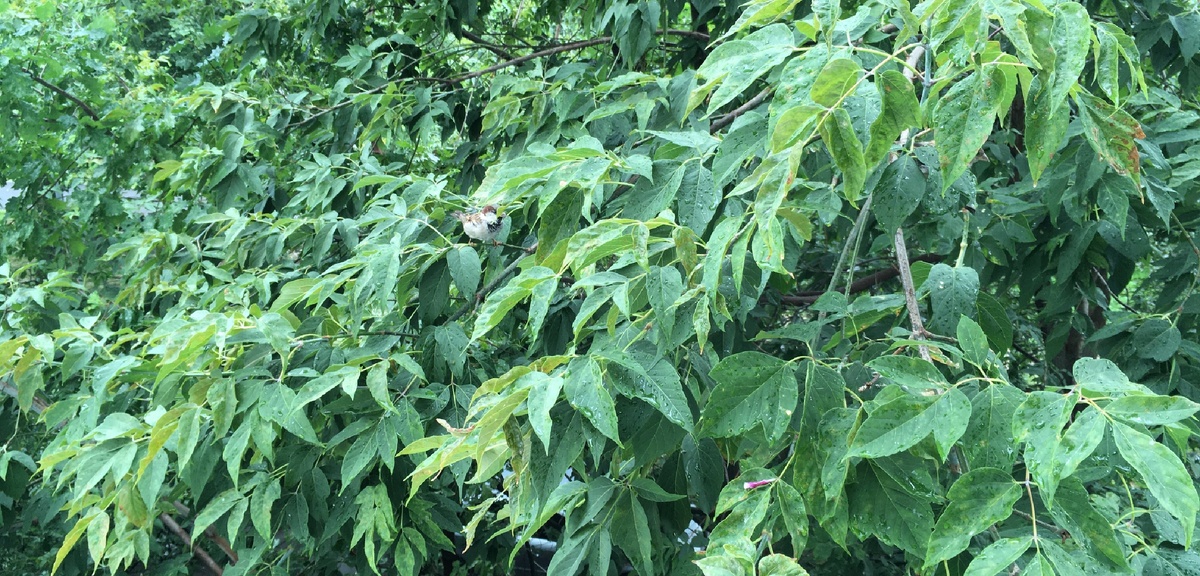 В ожидании корма