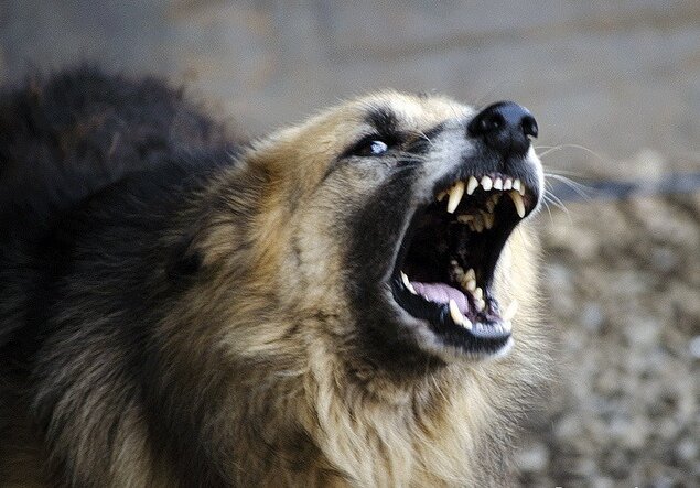 Собака напала на шумную кампанию во дворе 